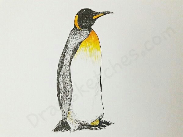 600x450 How To Draw A Penguin In A Few Easy Steps With Pictures - Penguin Sketch