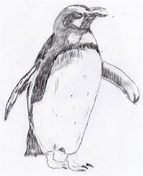 474x583 Penguin Pencil Sketch. Penguin Pencil Sketch By Killerdeathbunny - Penguin Sketch