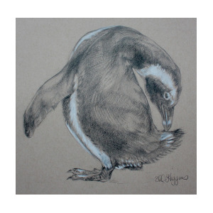 300x300 Penguin Sketch Drawing By Derrick Higgins - Penguin Sketch