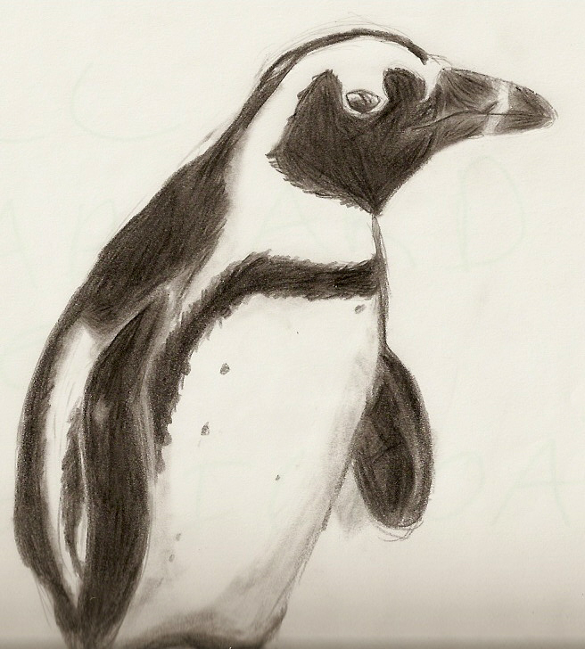 656x728 Penguin Sketch By Murdererdelacroix - Penguin Sketch