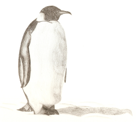 520x466 Penguin Pencil Sketch - Penguin Sketch
