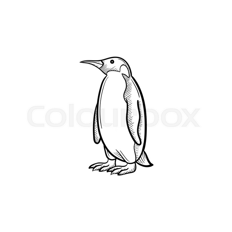 800x800 Vector Hand Drawn Penguin Outline Doodle Icon. Penguin Sketch - Penguin Sketch