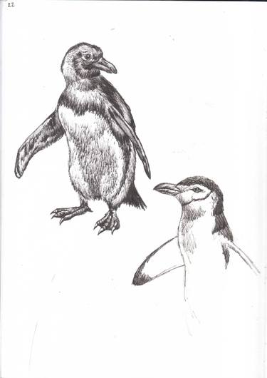 375x530 Penguin Sketches Drawing By Dominic Fonde Saatchi Art - Penguin Sketch