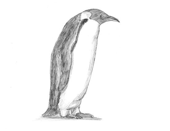 550x425 How To Draw A Penguin - Penguin Sketch