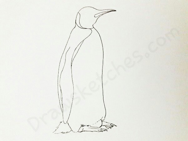 600x450 How To Draw A Penguin In A Few Easy Steps With Pictures - Penguin Sketch Drawings