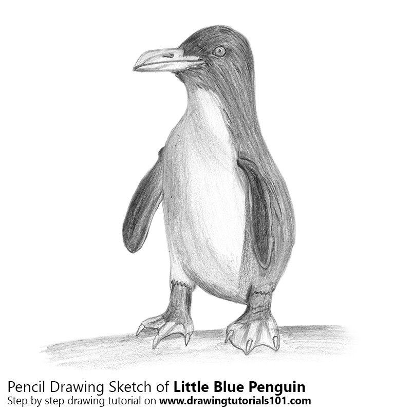800x800 Little Blue Penguin Pencil Drawing - Penguin Sketch Drawings