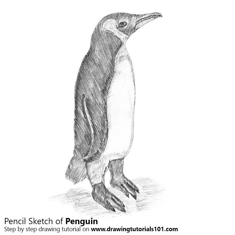 800x800 Penguin Pencil Drawing - Penguin Sketch Drawings