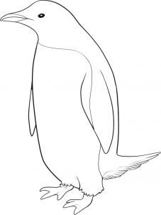 227x302 How To Draw A Penguin Inspiration Drawings, Art - Penguin Sketch Drawings