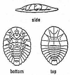 226x244 Larvae - Penny Sketch
