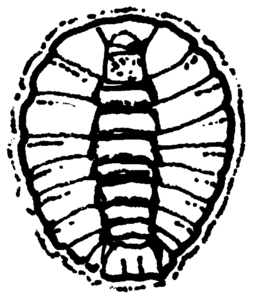 523x613 Water Penny - Penny Sketch