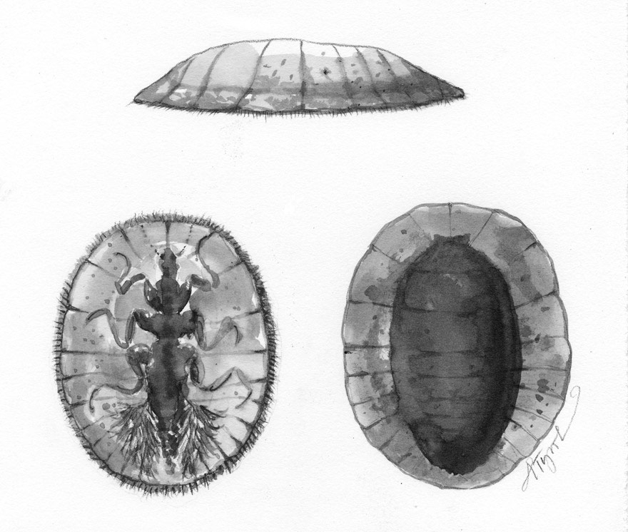 880x746 A Penny For Your Watery Thoughts The Outside Story - Penny Sketch