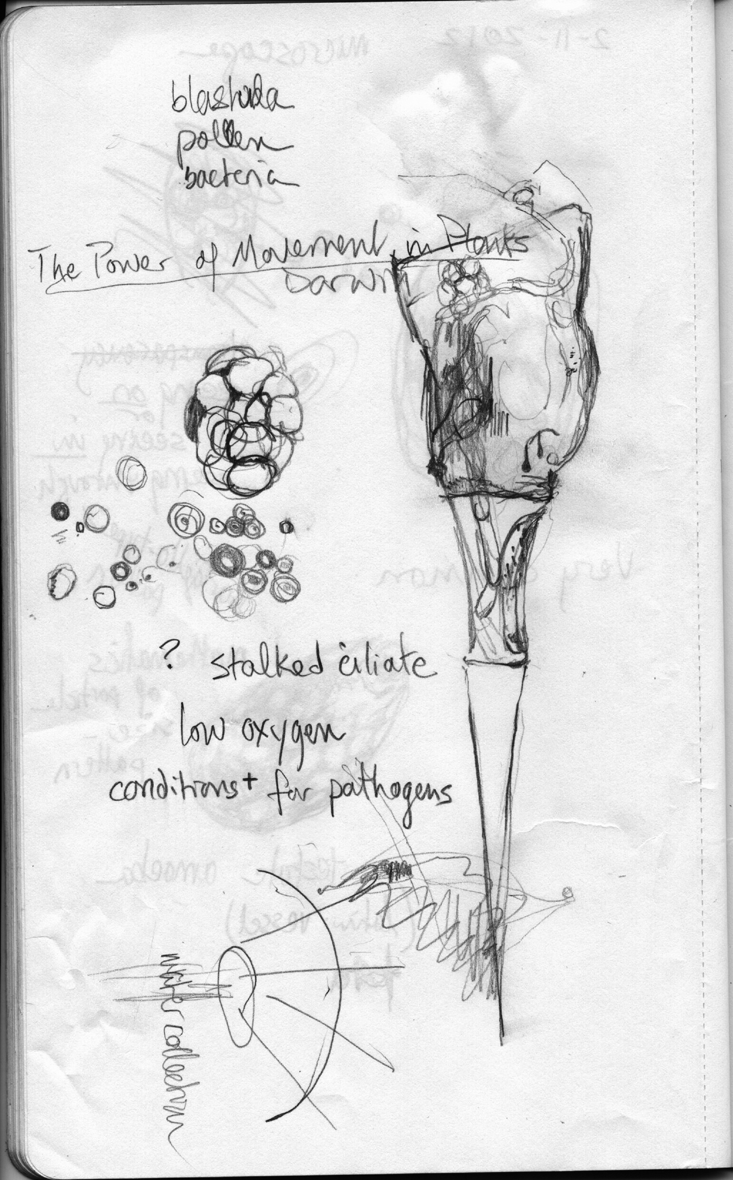 1440x2316 Worldly Worlding The Imaginal Fields Of Scienceart And Making - Pentecost Sketch