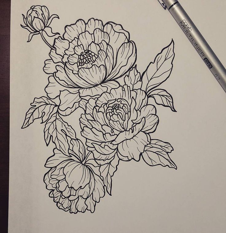 736x760 Drawn Peony Sketch - Peony Flower Sketch
