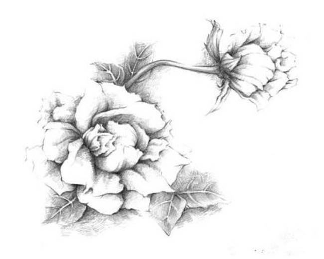 650x520 Flower Sketch, Flower Clipart, Black And White, Peony Png Image - Peony Flower Sketch