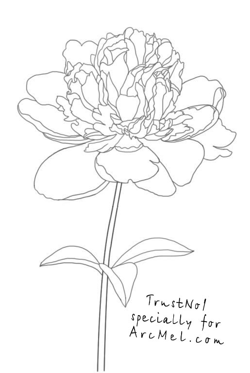 515x768 How To Draw A Peony Step By Step - Peony Flower Sketch