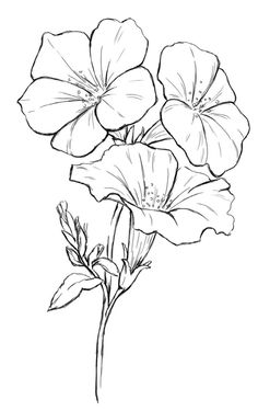 236x375 Peony Flower Line Drawing Sketch Coloring - Peony Flower Sketch