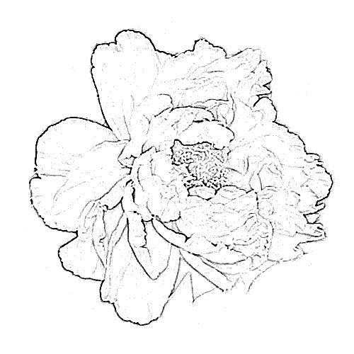500x500 Peony Flower Sketch - Peony Flower Sketch