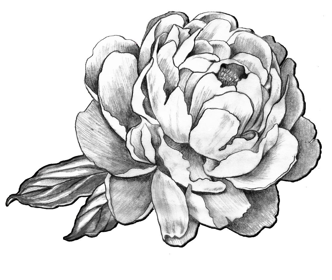 1100x930 40 De De Tatouage Motifs Gratuit - Peony Flower Sketch