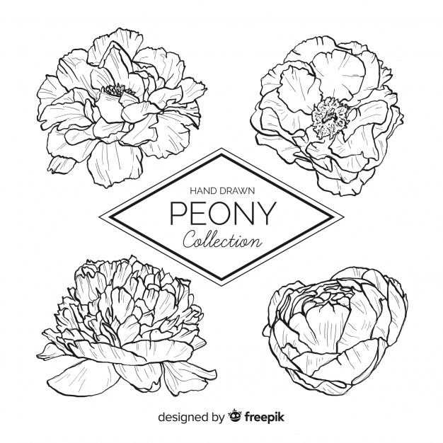 626x626 Peony Vectors, Photos And Psd Files Free Download - Peony Flower Sketch