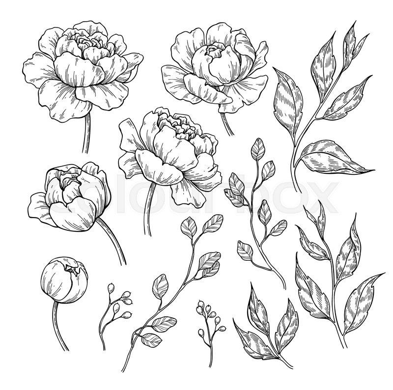 800x794 Peony Flower And Leaves Drawing. Vector Hand Drawn Engraved Floral - Peony Flower Sketch