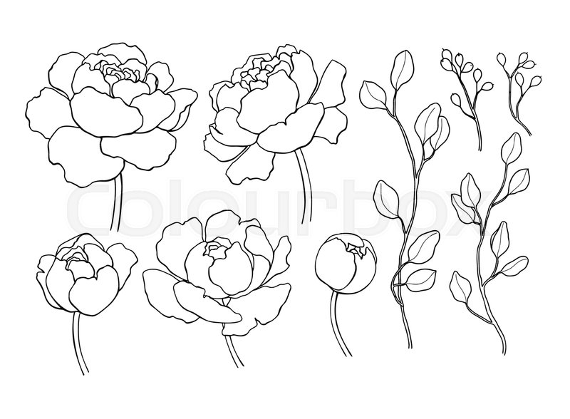 800x588 Peony Flower And Leaves Line Drawing. Vector Hand Drawn Outline - Peony Flower Sketch