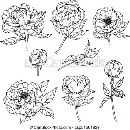 450x450 Peony Flower. Drawing And Sketch With Black And White Line Art. - Peony Flower Sketch