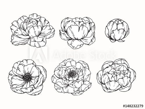 500x375 Peony Flowers Drawing And Sketch With Line Art On White - Peony Flower Sketch