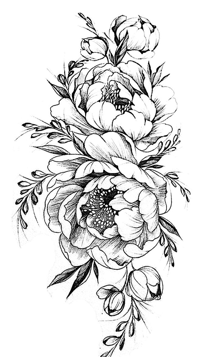 Peony Flower Sketch At Explore Collection Of Peony