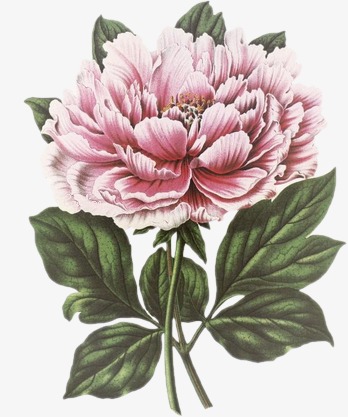 348x417 Cartoon Flower Sketch Flower Sketch,cartoon Beautiful Peony - Peony Flower Sketch