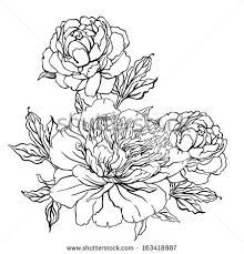 220x229 Drawn Peony - Peony Flower Sketch