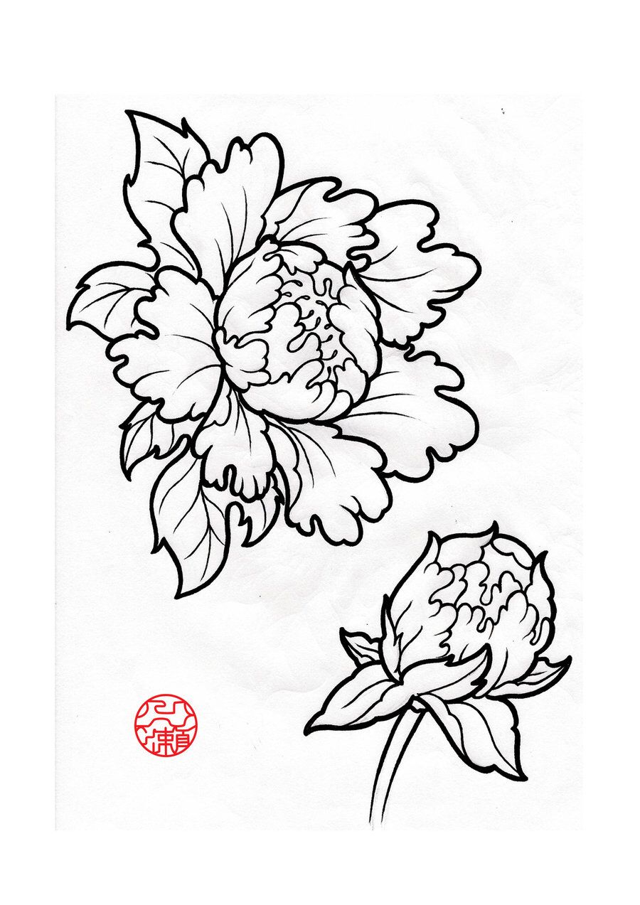 900x1273 Open Amp Closed Peony Sketch Drawing Flowers, Leaves, Amp Peonies - Peony Sketch