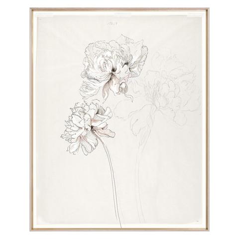 480x480 Peony Sketch Caitlin Wilson - Peony Sketch
