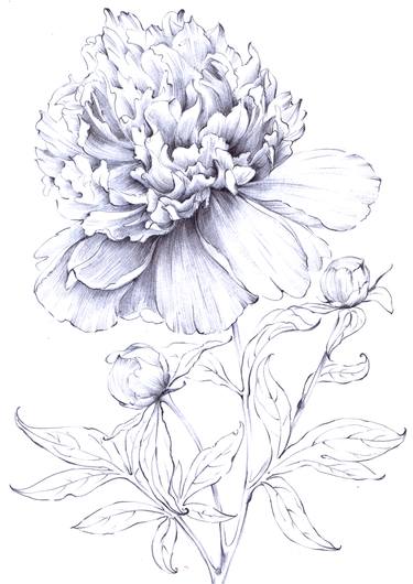 375x530 Peony Sketch Drawing By Mariia Snarska Saatchi Art - Peony Sketch