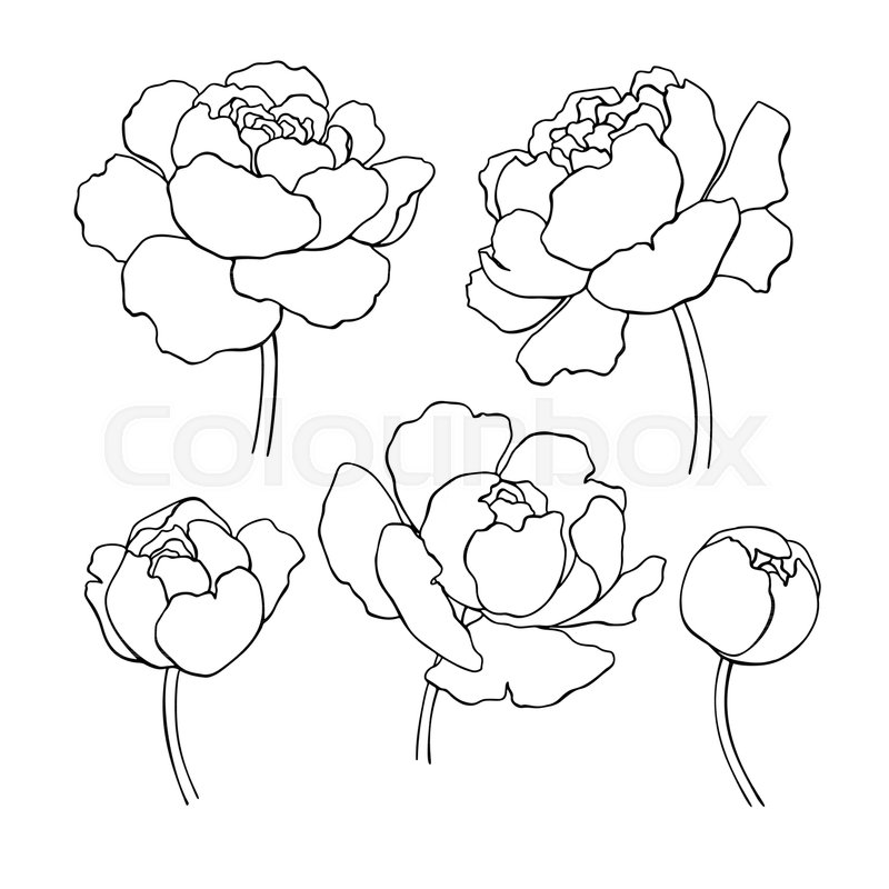 800x800 Peony Line Drawing. Vector Hand Drawn Outline Flower Set. Simple - Peony Sketch