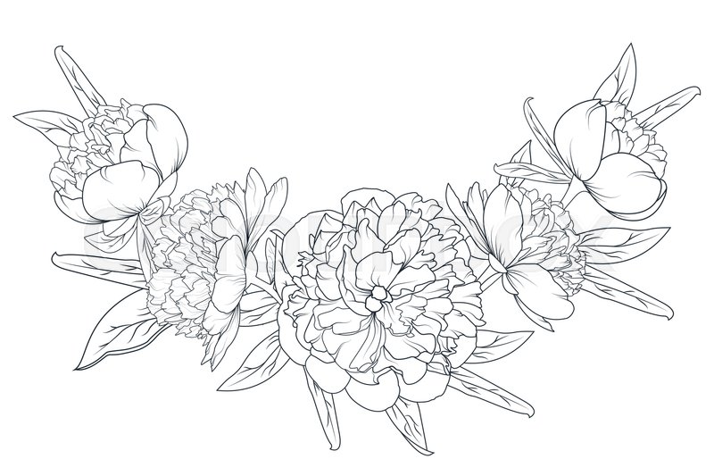 800x533 Peony Rose Flowers Laurel Foliage Garland Vector Design Element - Peony Sketch