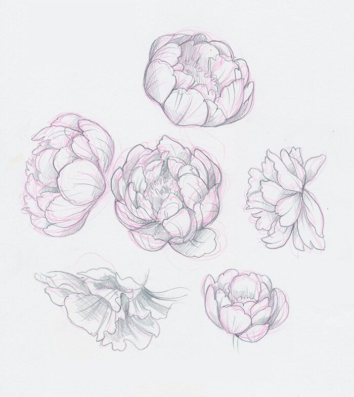 700x784 Peony Sketches Sketch Drawings, Sketches And Art - Peony Sketch