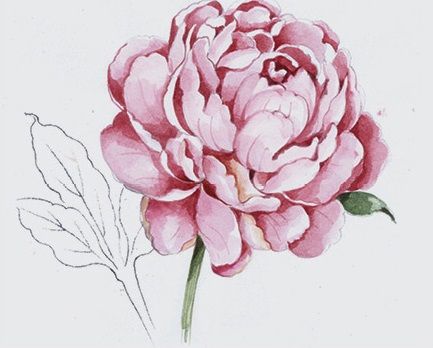 433x348 This - Peony Sketch