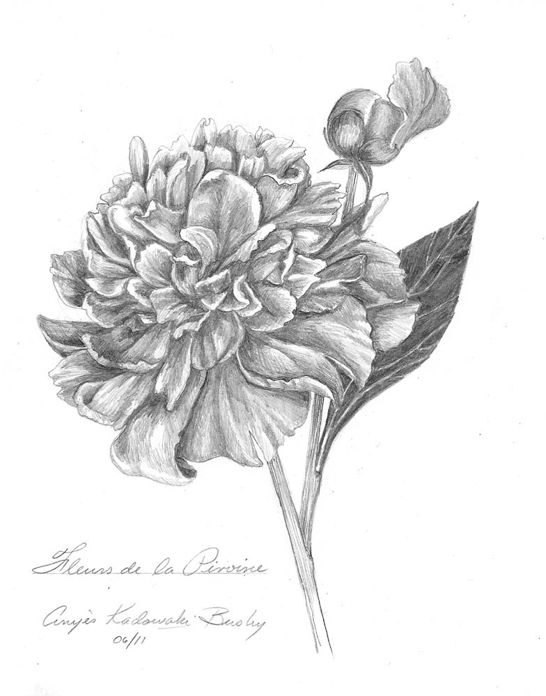 784x1000 Peony Sketch - Peony Sketch