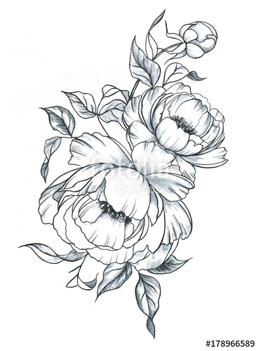 369x500 Hand Drawn Line Art Ink And Watercolor Peonies In Graphic Style - Peony Tattoo Sketch
