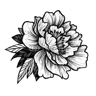 400x400 Hand Drawn Vector Illustration - Peony Tattoo Sketch
