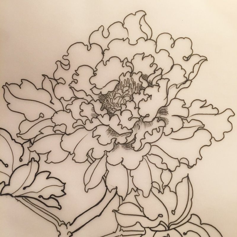 800x800 On Twitter Sketchpeony Tattoo I Like Peony - Peony Tattoo Sketch