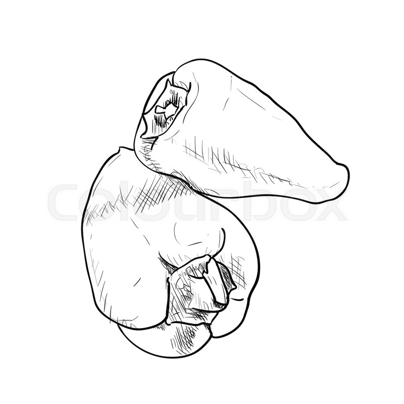 800x800 Hand Drawn Sketch Of Bell Pepper. Vintage Engraved Illustration - Pepper Sketch