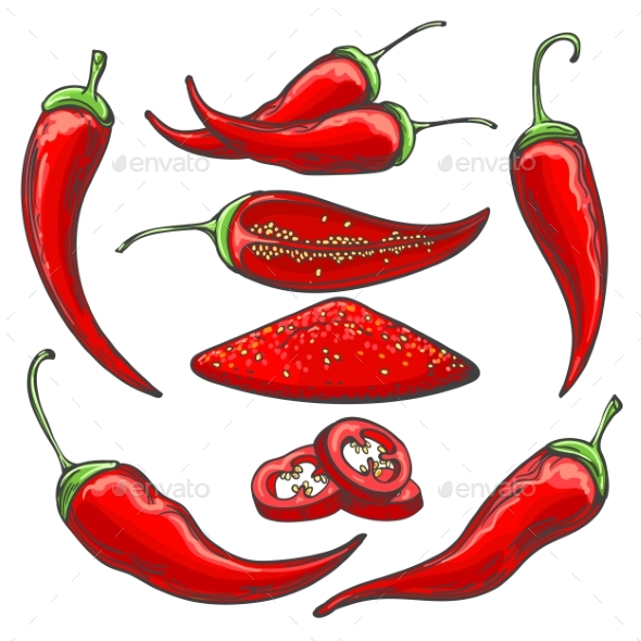 590x590 Pepper Harvest Sketch By Vectortatu Graphicriver - Pepper Sketch