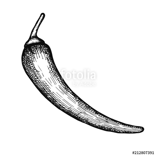 500x500 Pepper Sharp Sketch Isolated On White Background Stock Image And - Pepper Sketch