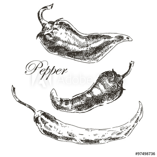 500x500 Vector Hand Drawn Chili Pepper Sketch Set. Ink And Pencil Retro - Pepper Sketch