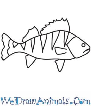 300x350 How To Draw A Perch - Perch Sketch