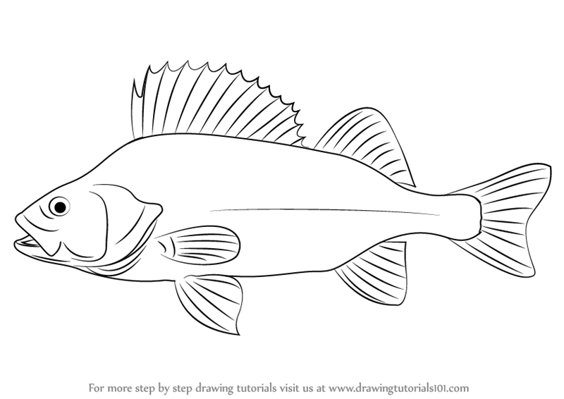 800x566 Learn How To Draw A Perch (Fishes) Step By Step Drawing Tutorials - Perch Sketch