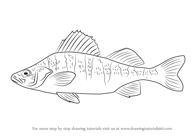 800x565 Learn How To Draw A Yellow Perch (Fishes) Step By Step Drawing - Perch Sketch