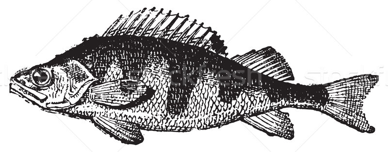 800x315 Perch Stock Vectors, Illustrations And Cliparts Stockfresh - Perch Sketch