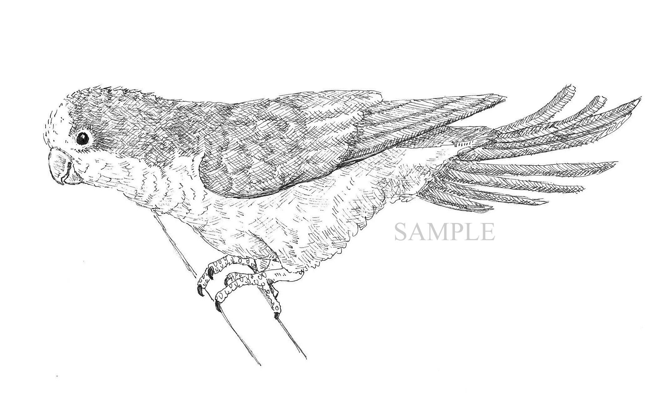2090x1311 Quaker On Perch - Perch Sketch